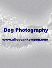 Website Alice van Kempen - Dog Photography