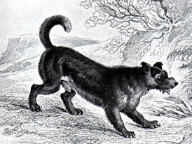 Scottish Terrier 1840